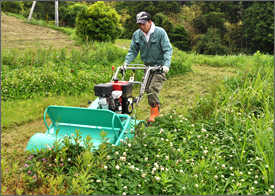 ハンマーナイフモアでの草刈り作業